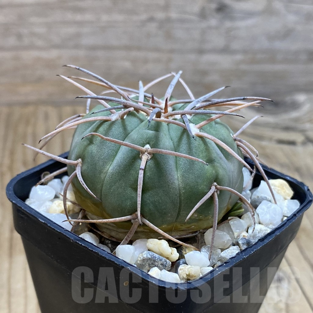SH16642 Gymnocalycium spegazzinii - Image 2
