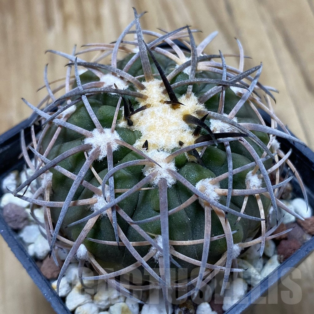 SH16643 Gymnocalycium spegazzinii KP 237