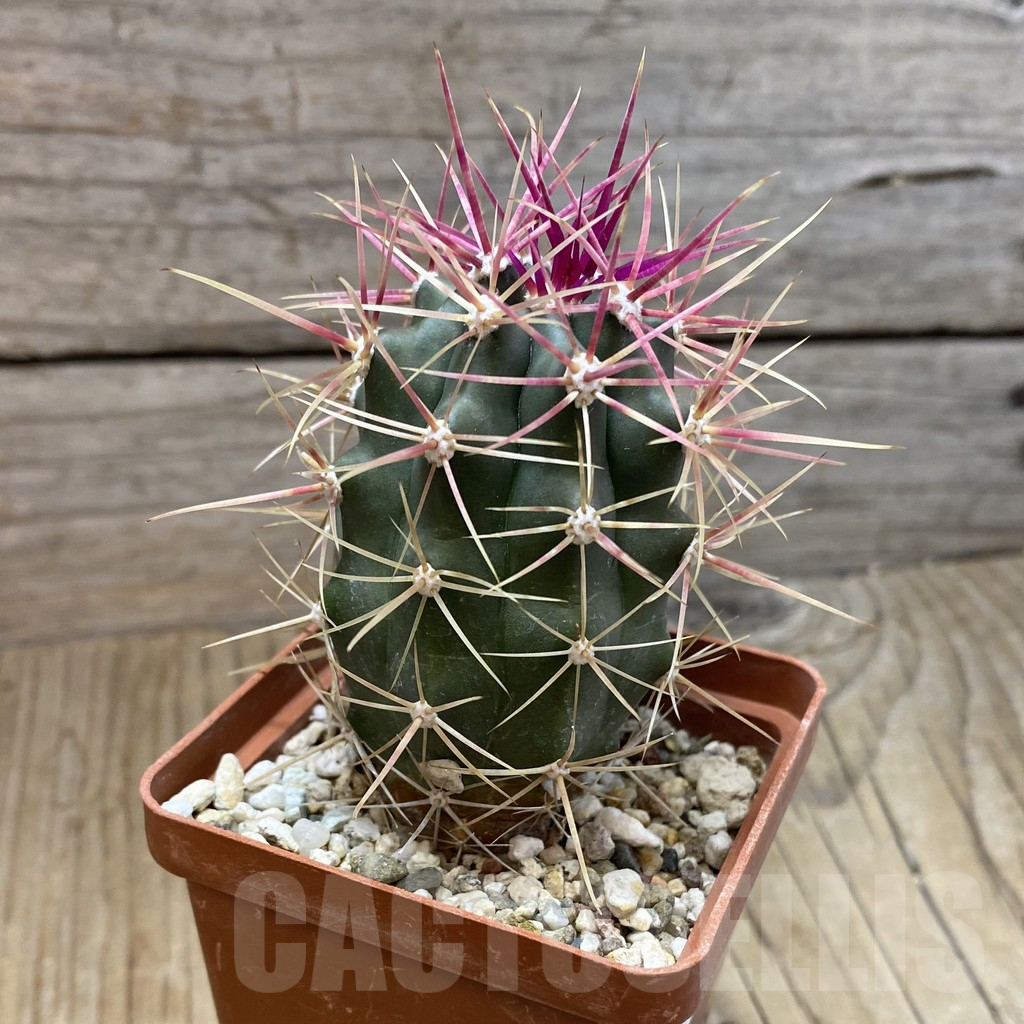 SH16616 Ferocactus gracilis -Punta Prieta- - Image 2
