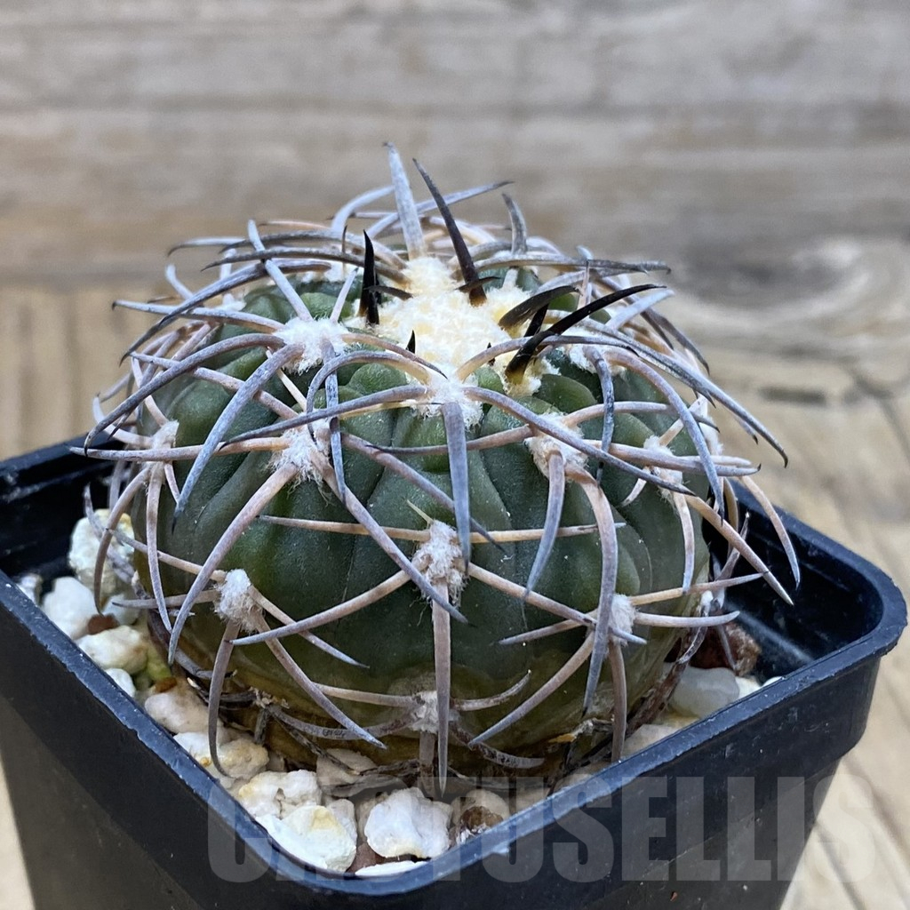 SH16643 Gymnocalycium spegazzinii KP 237 - Image 2