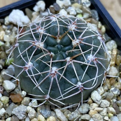 SH16646 Gymnocalycium gaponii v. geyeri VG 056