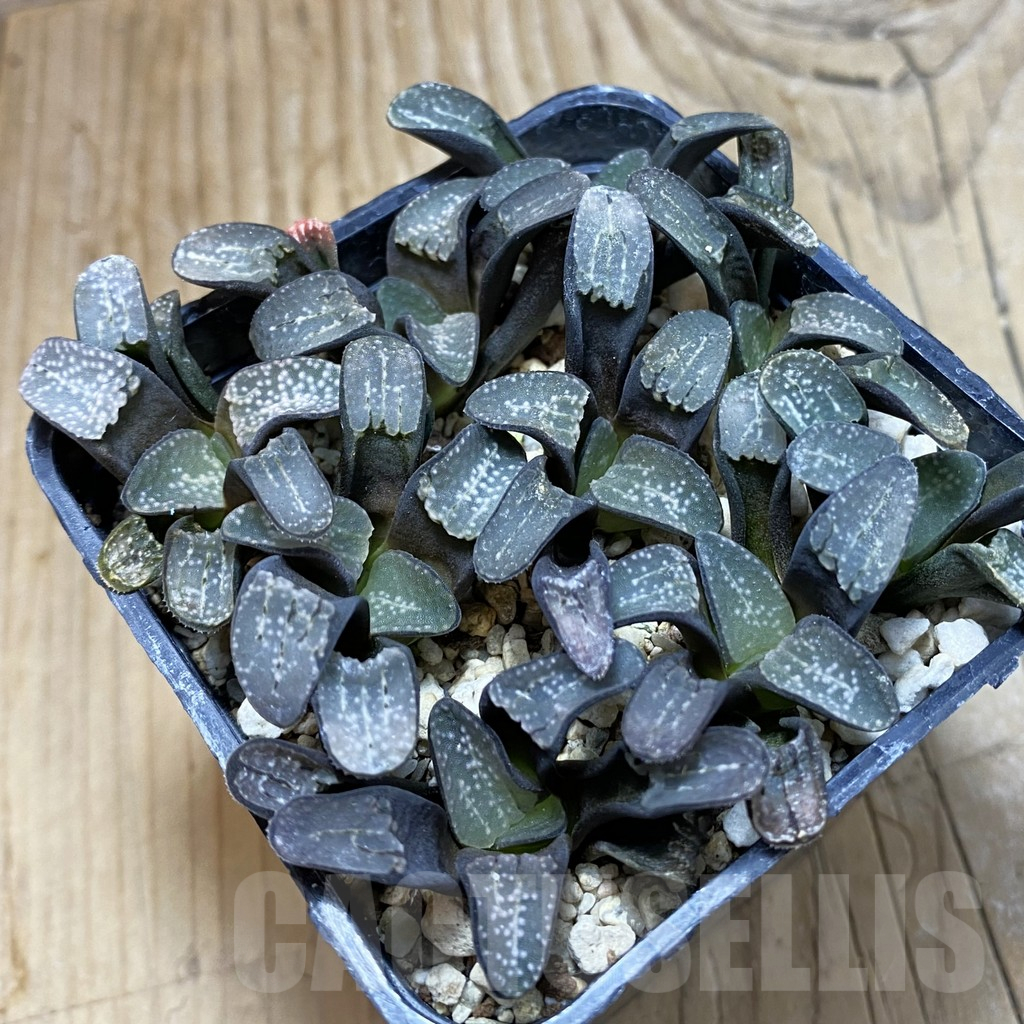 SH16711 Haworthia groenewaldii, 9 plants