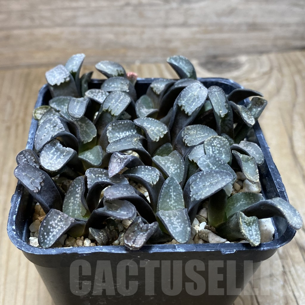 SH16711 Haworthia groenewaldii, 9 plants - Image 2