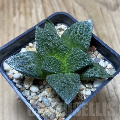 SH16714 Ariocarpus fissuratus 'Godzilla' hybrid, seedling