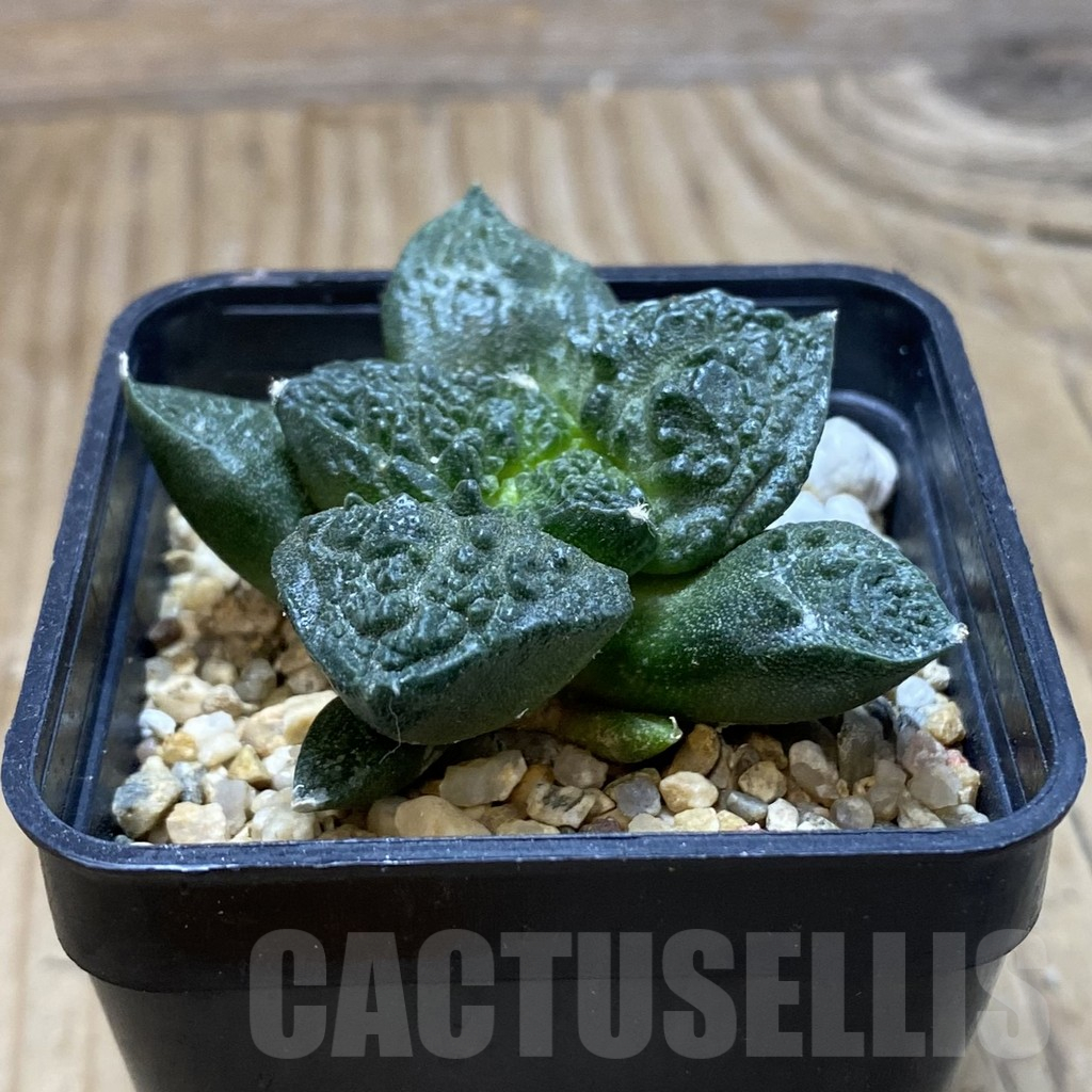 SH16719 Ariocarpus fissuratus 'Godzilla' hybrid, seedling - Image 2