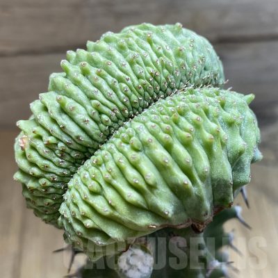 SH6128 Euphorbia obesa ‘Malik’ f. cristata, grafted