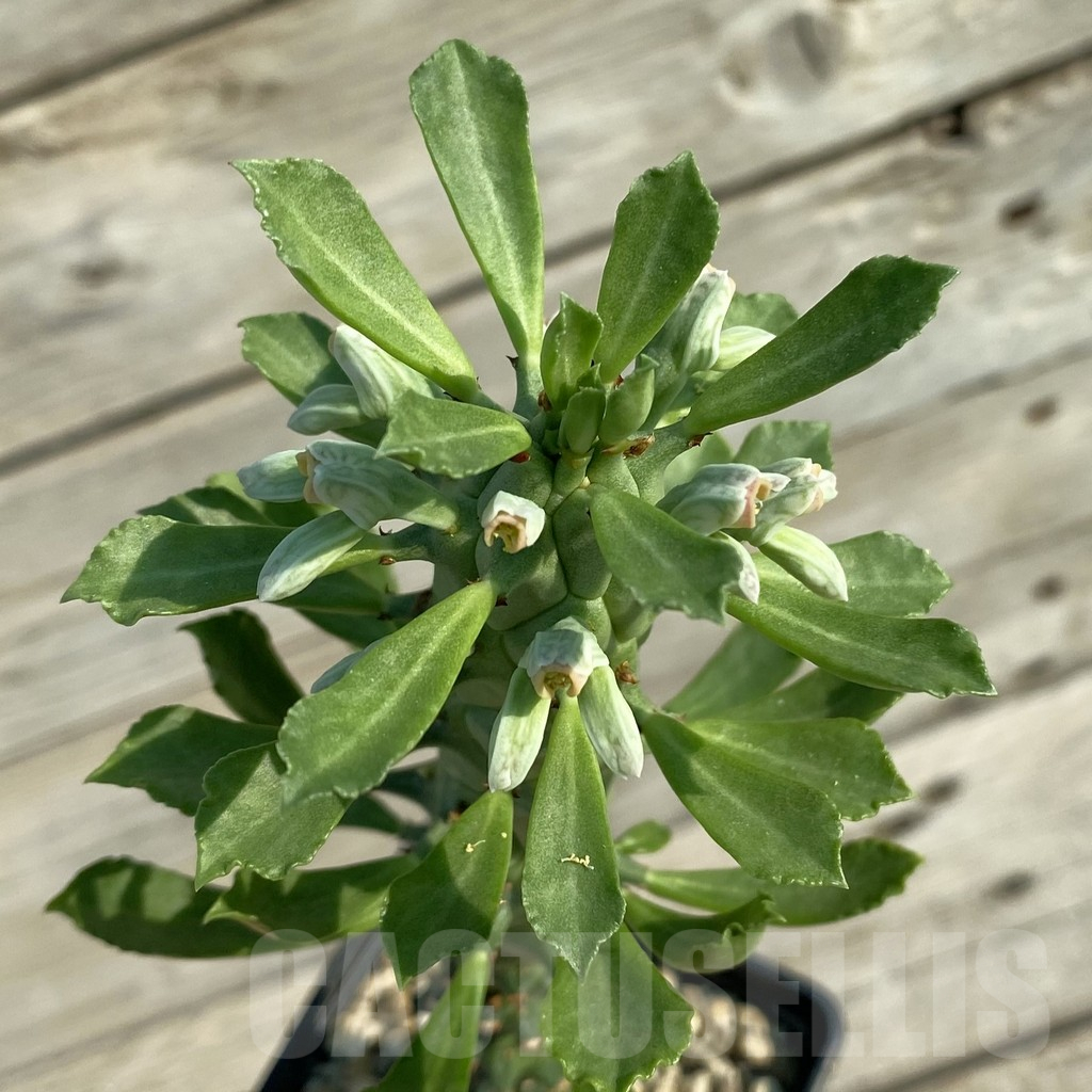 SH5952 Monadenium guentheri