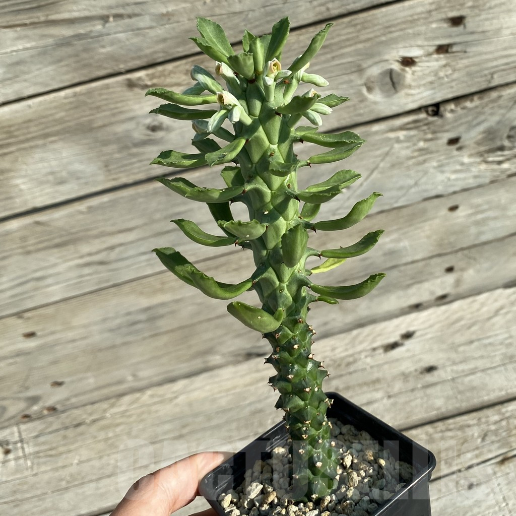 SH5952 Monadenium guentheri - Image 2