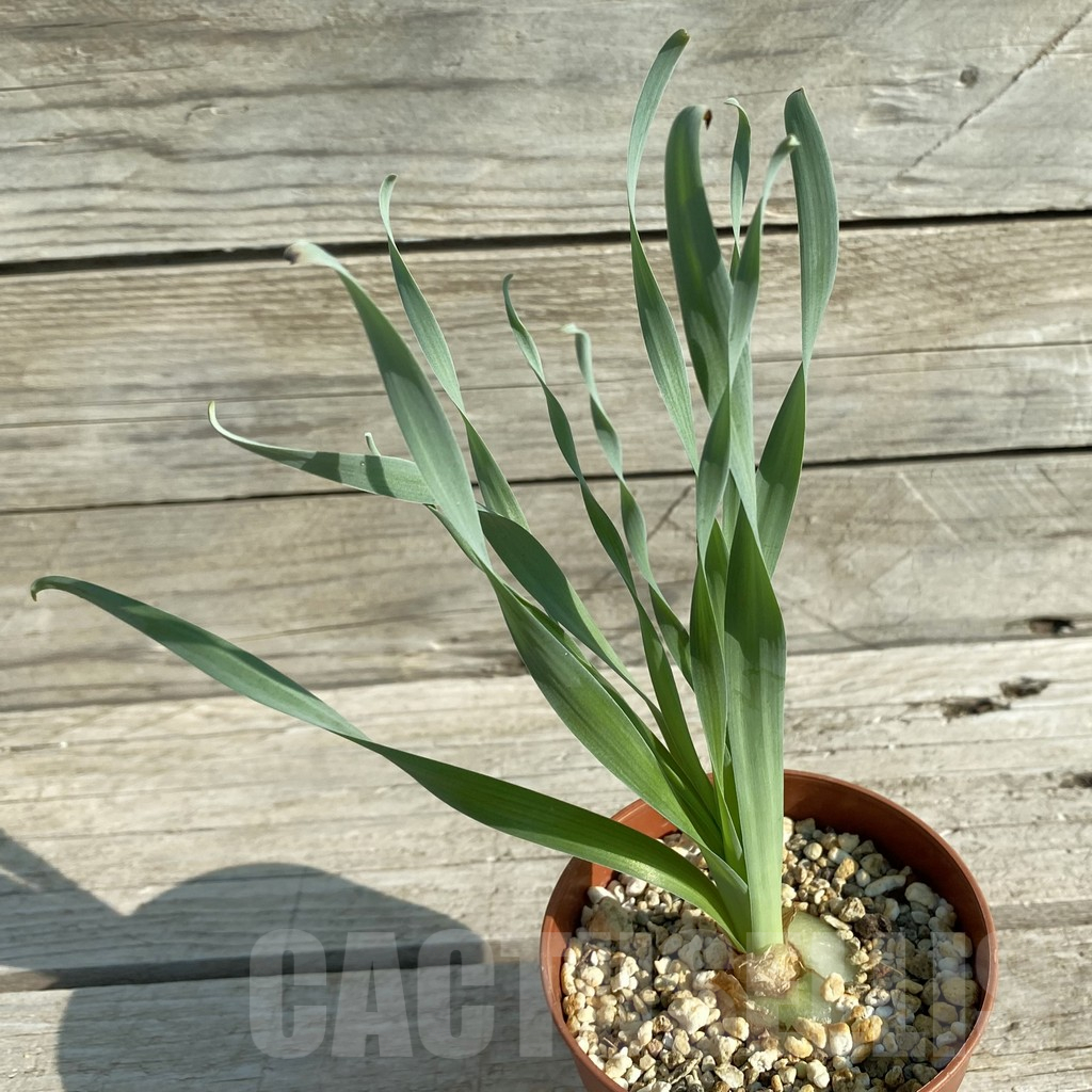 SH13191 Cyrtanthus spiralis