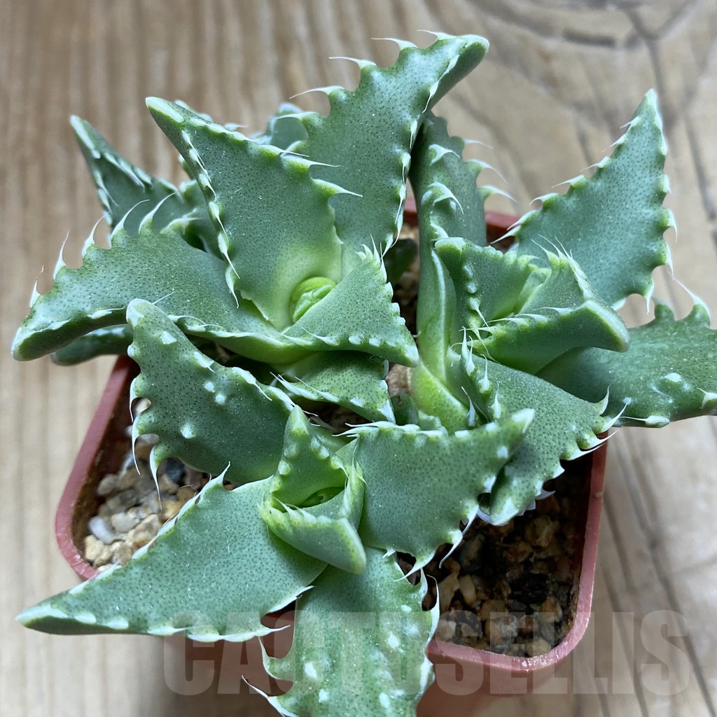 SH5869 Faucaria candida