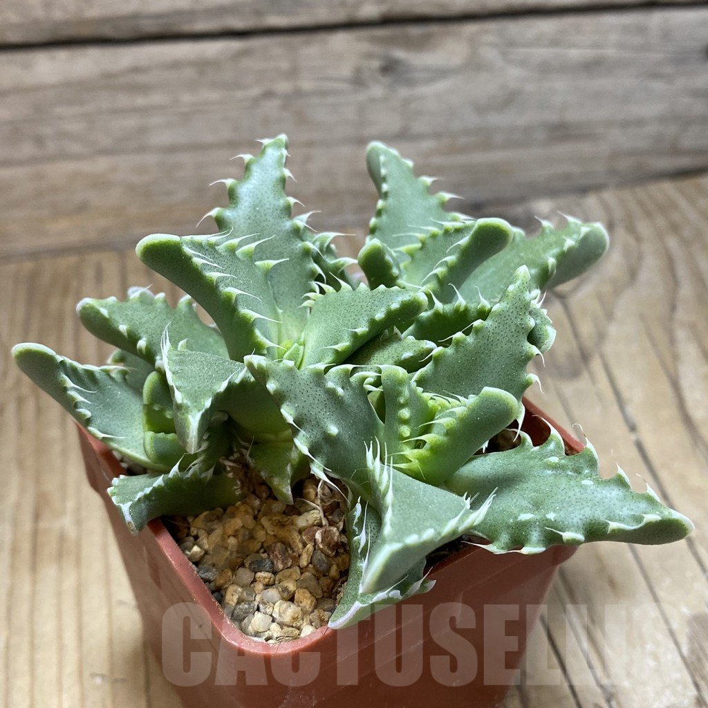 SH5869 Faucaria candida - Image 2