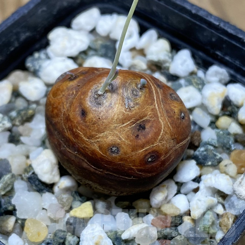 SH16682 Othonna cacalioides