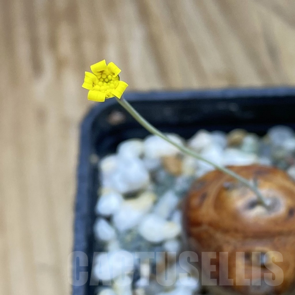 SH16682 Othonna cacalioides - Image 2