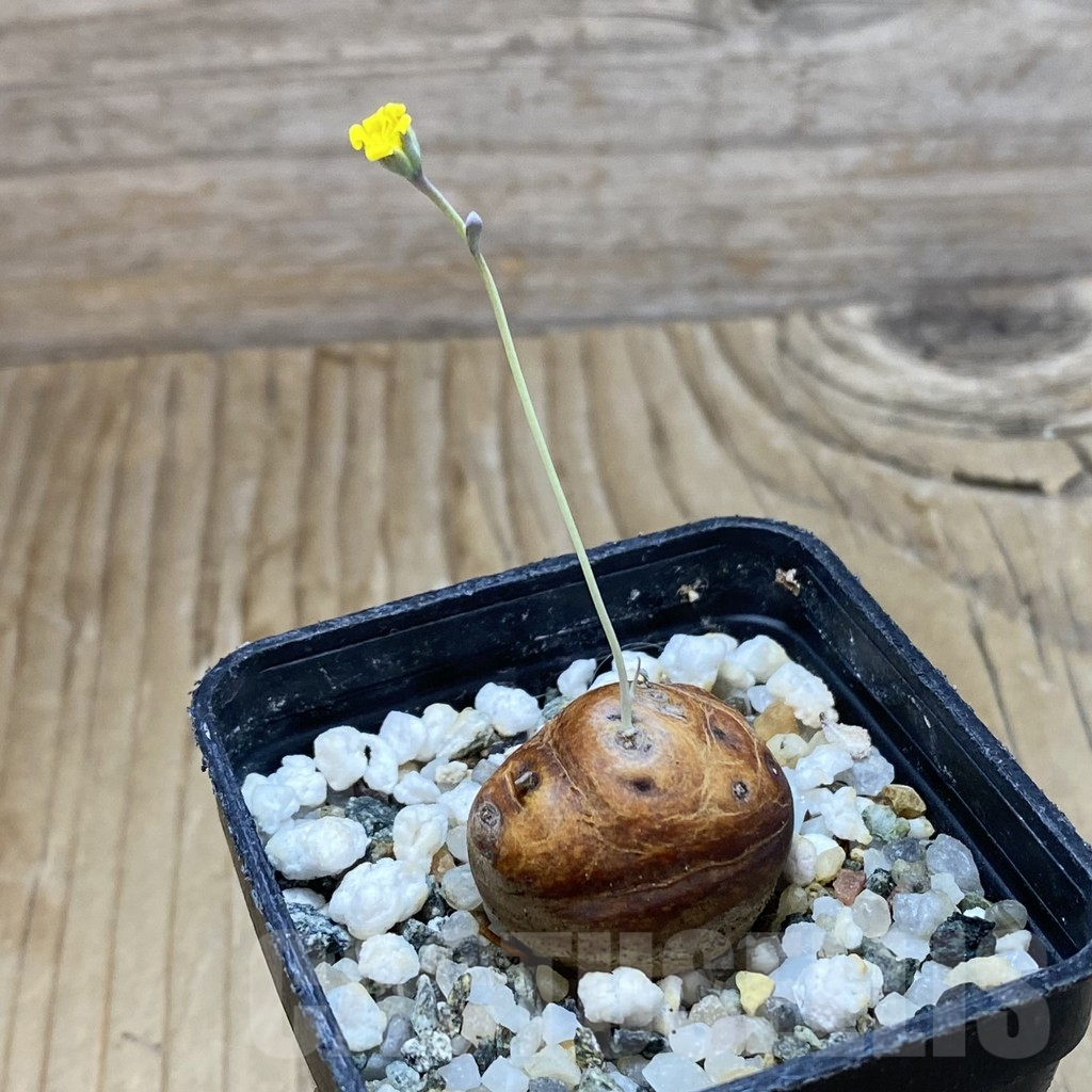 SH16682 Othonna cacalioides - Image 3