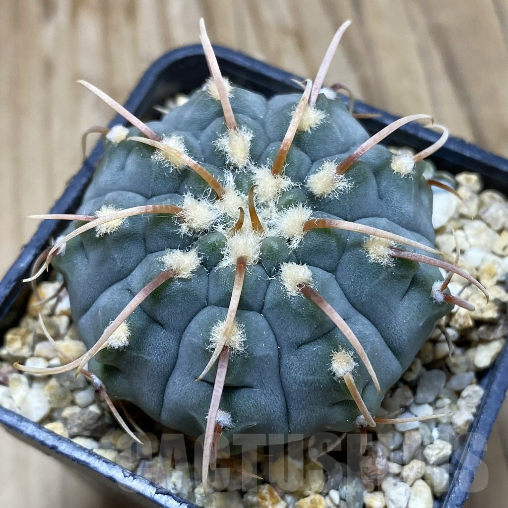 SH9842 Gymnocalycium vatteri, selection