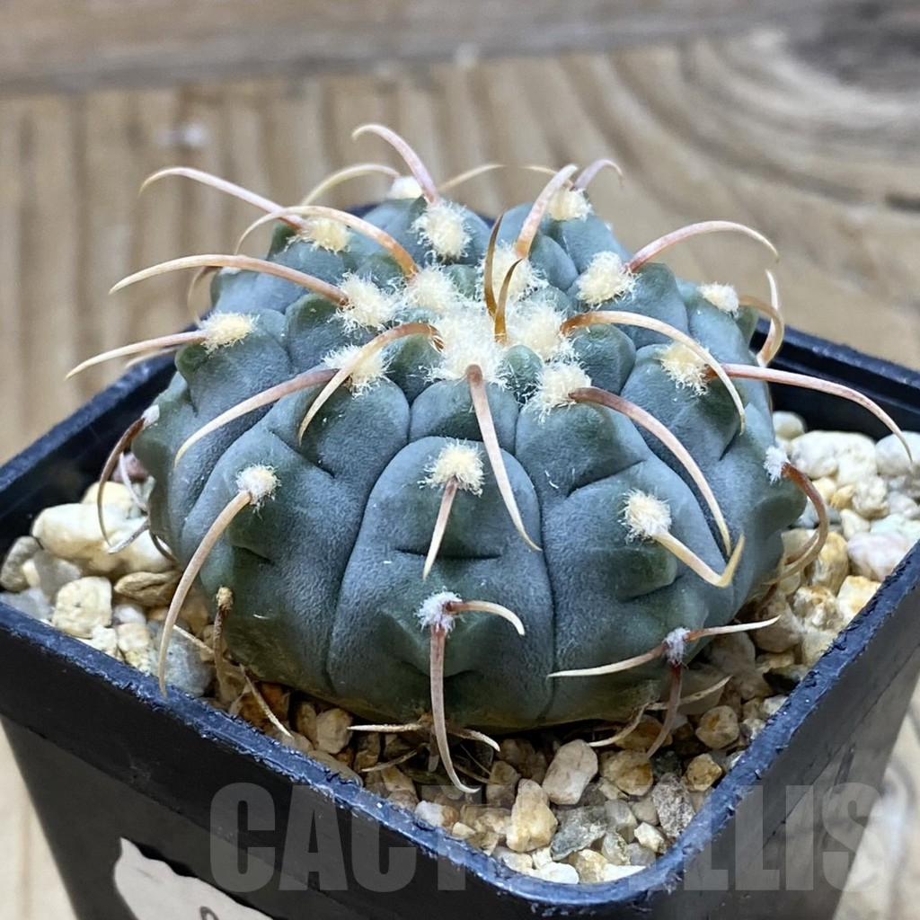 SH9842 Gymnocalycium vatteri, selection - Image 2