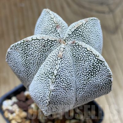 SH9621 Astrophytum myriostigma ‘Onzuka’