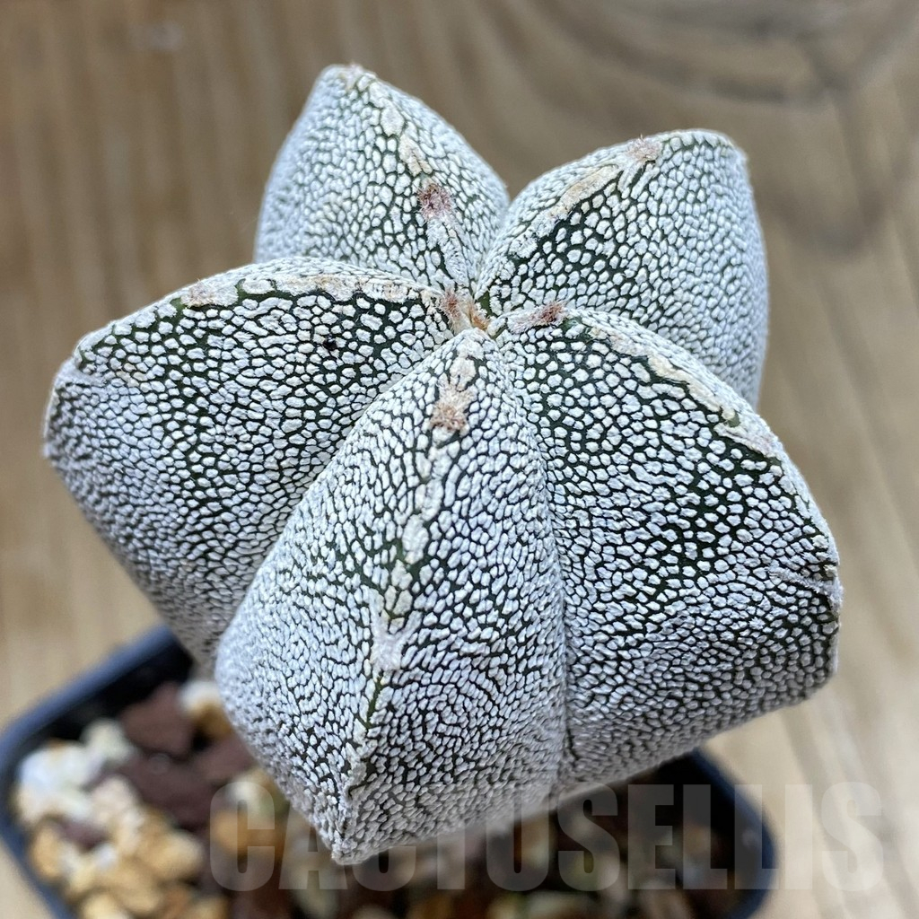 SH9621 Astrophytum myriostigma ‘Onzuka’
