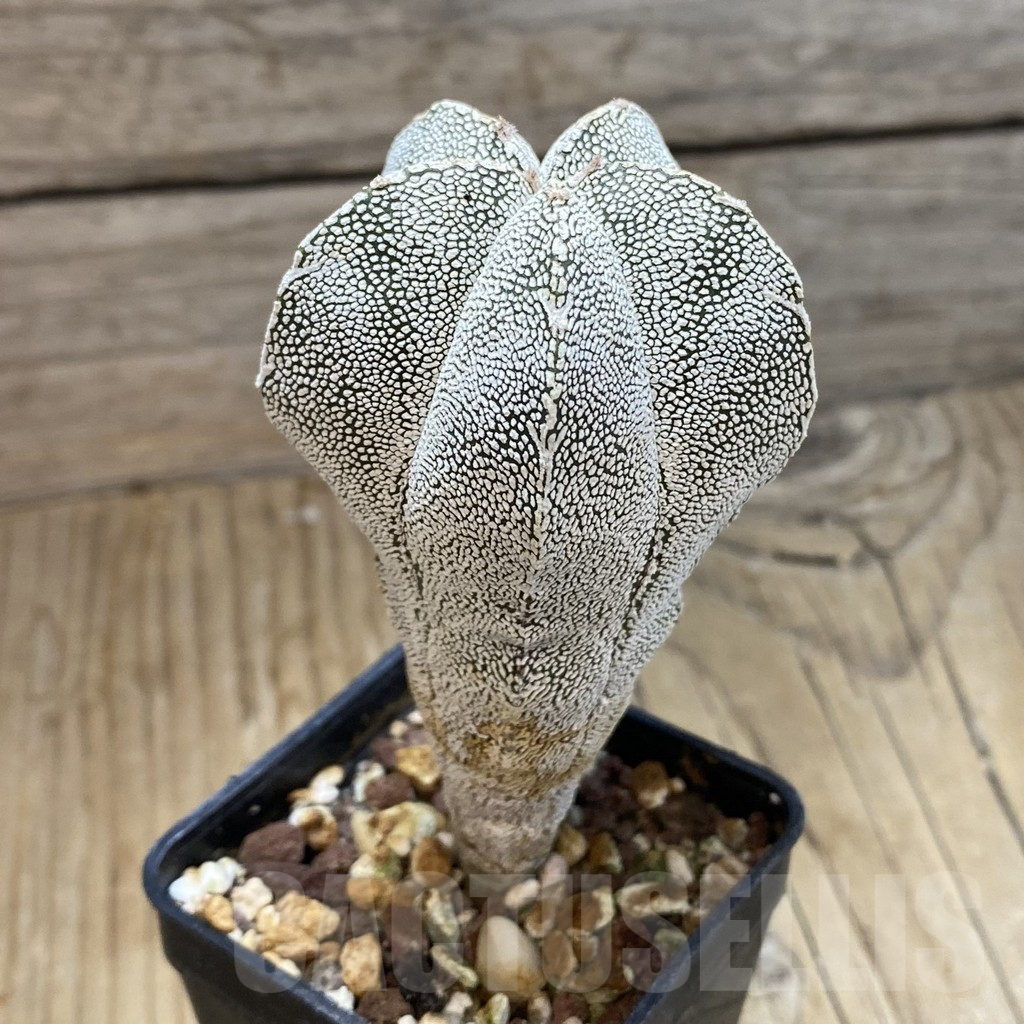 SH9621 Astrophytum myriostigma ‘Onzuka’ - Image 2