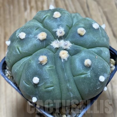 SH8803 Astrophytum asterias ‘Kikko’ 5-ribs