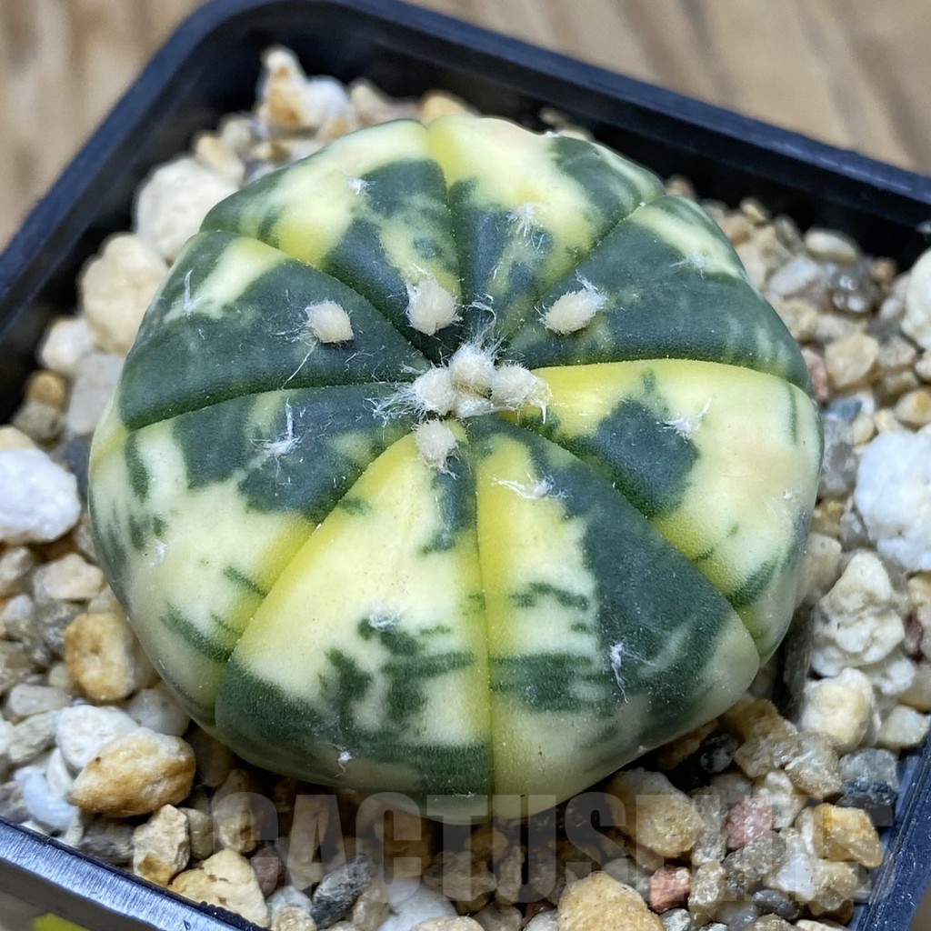 SH3755 Astrophytum asterias f. variegata