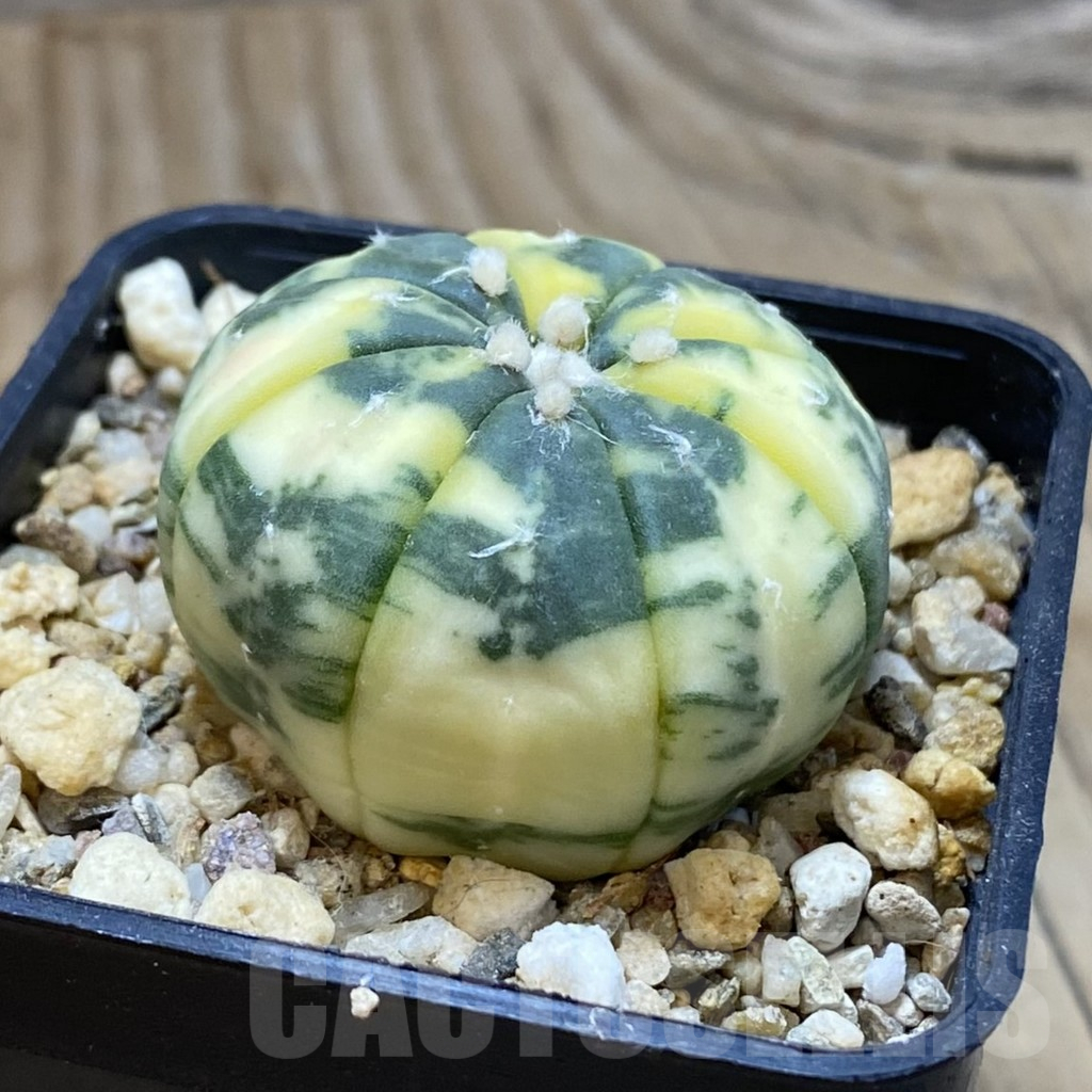 SH3755 Astrophytum asterias f. variegata - Image 2