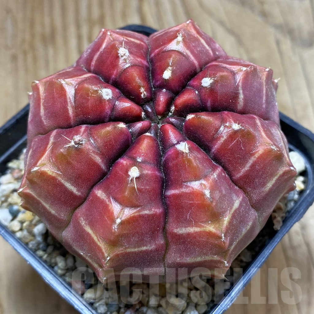 SH2335 Gymnocalycium mihanovichii ‘Day Dream’, seedling
