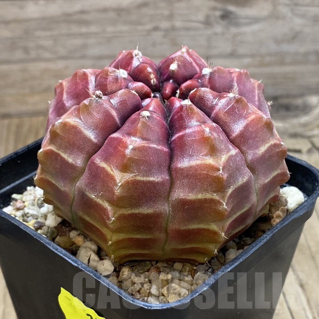 SH2335 Gymnocalycium mihanovichii ‘Day Dream’, seedling - Image 2