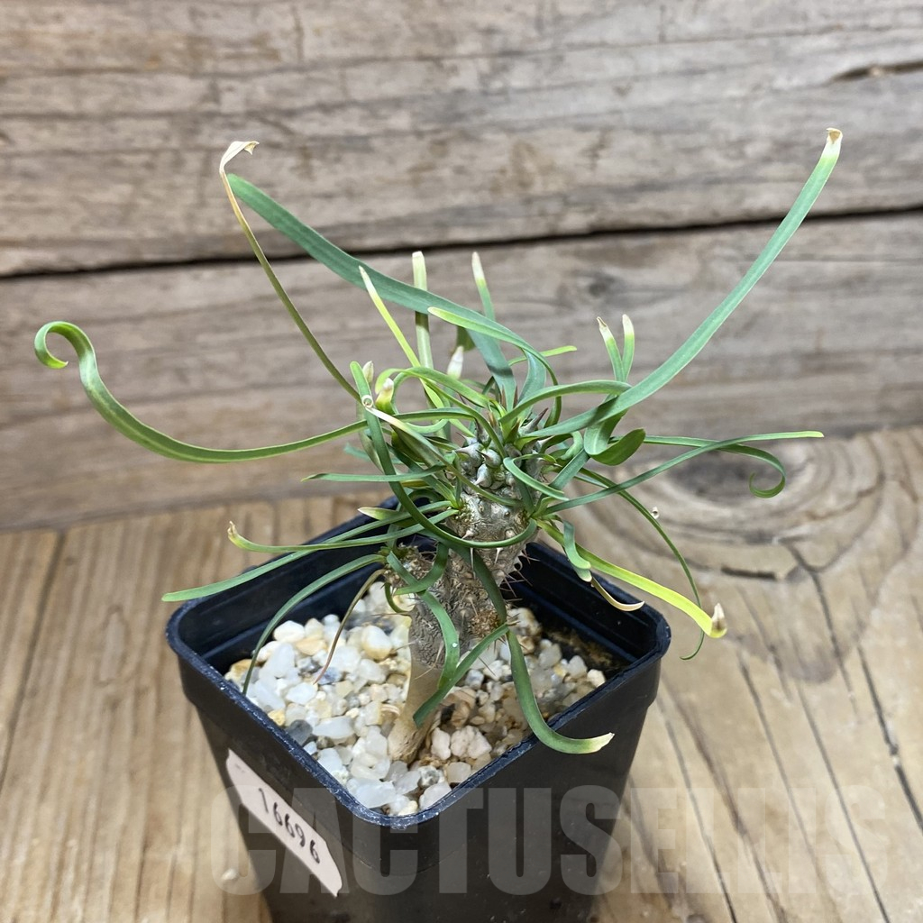 SH16696 Euphorbia gottlebei - Image 2