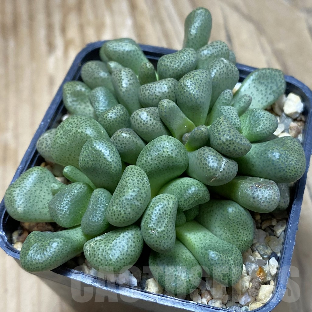 SH16699 Aloinopsis schooneesii, seedling