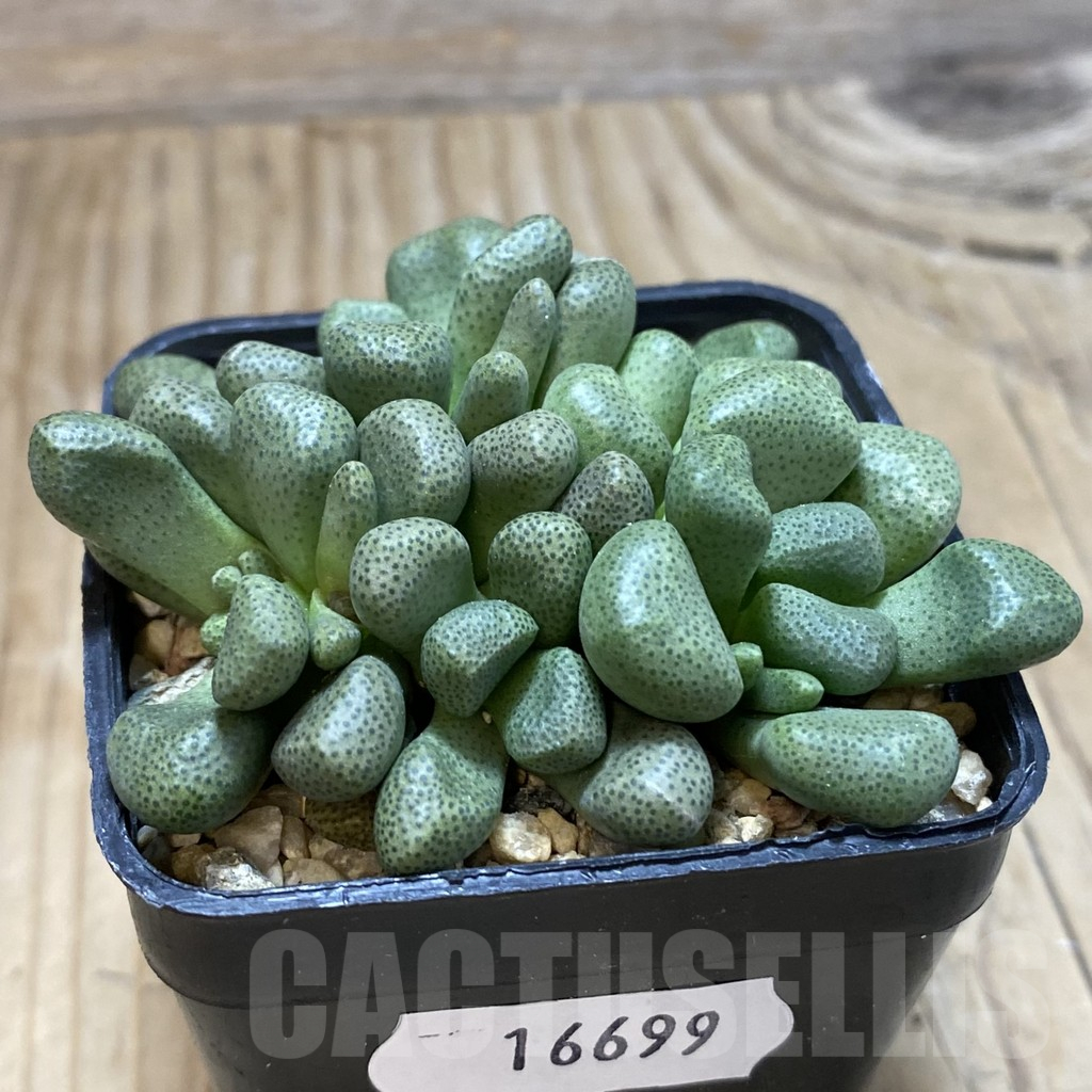 SH16699 Aloinopsis schooneesii, seedling - Image 2