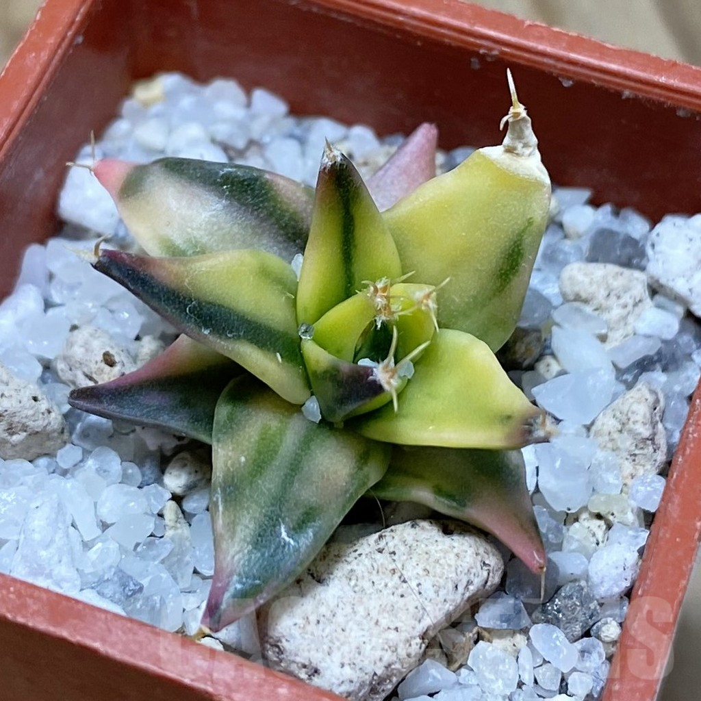 SH16704 Obregonia denigrii f. variegata
