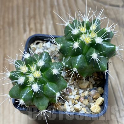 SH16709 Echinocactus grusonii, seedling , 2 plants