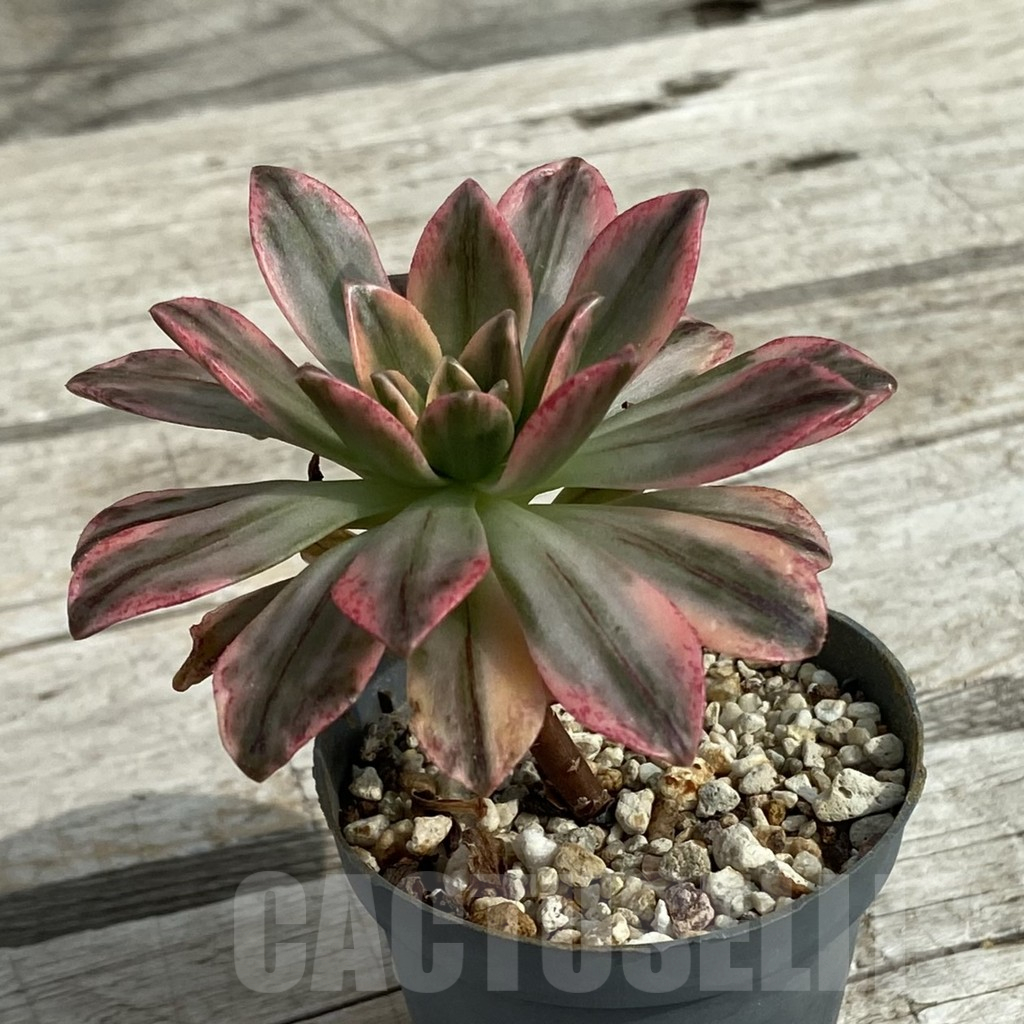 SH16878 Aeonium 'Green Tea' - Image 2