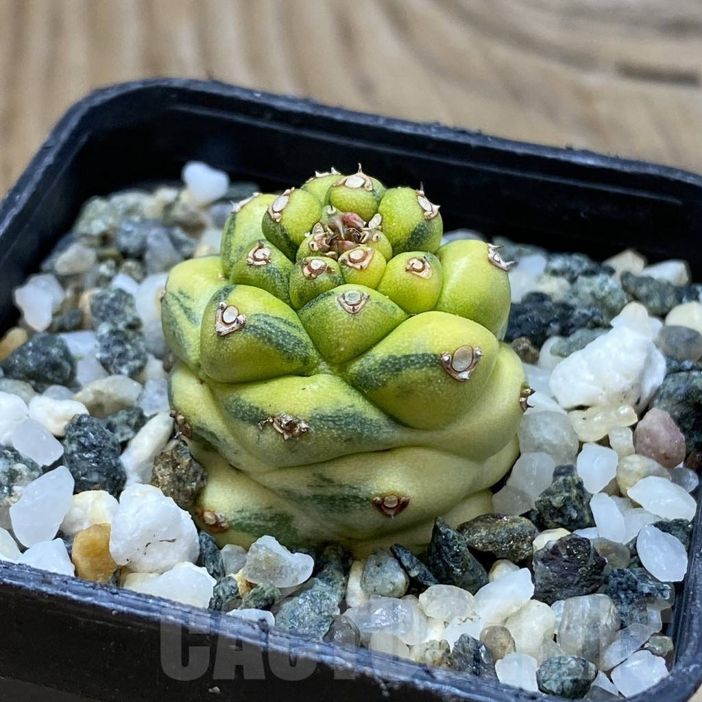 SH16909 Monadenium ritchiei f. variegata - Image 2