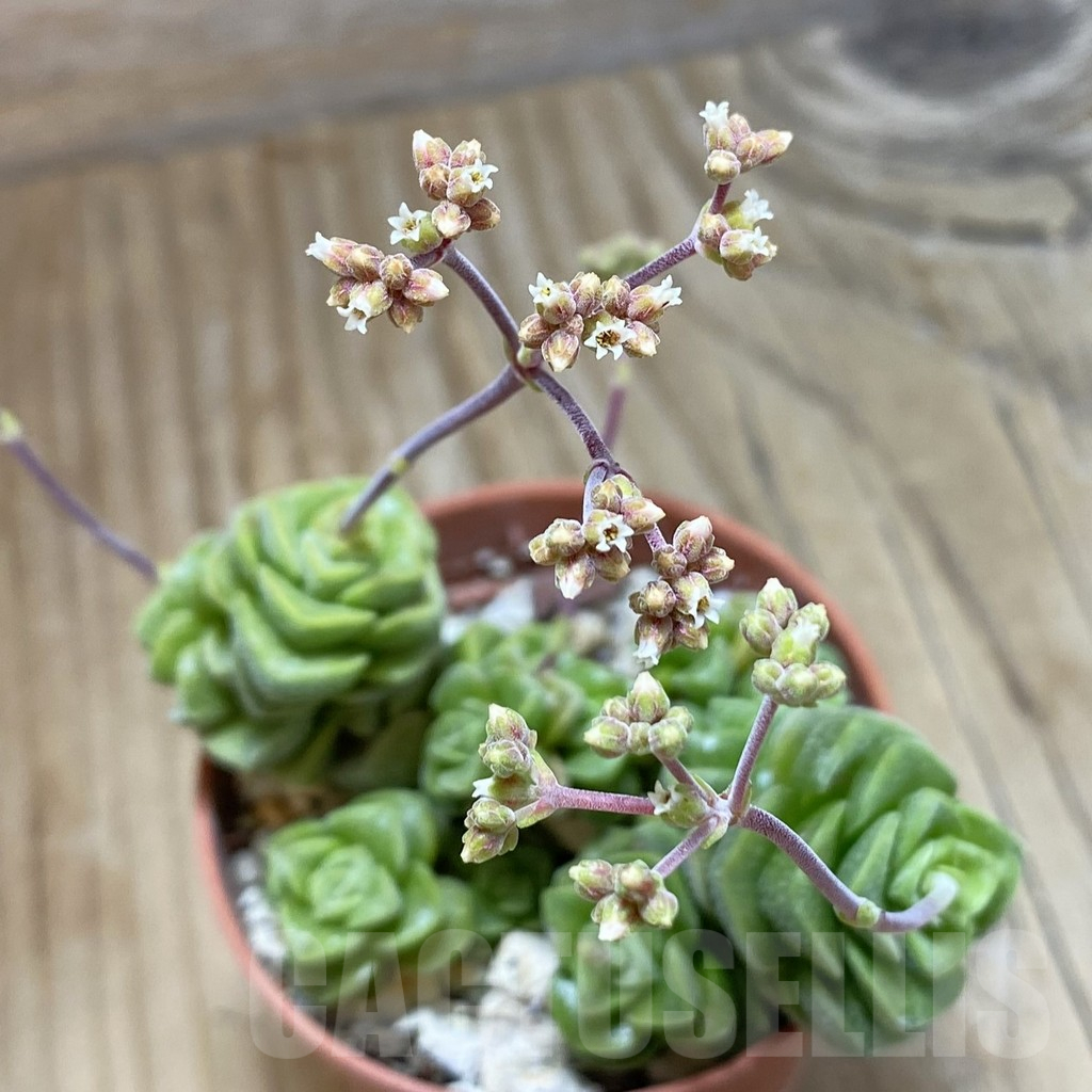 SH16910 Crassula hobbit f. variegata - Image 2