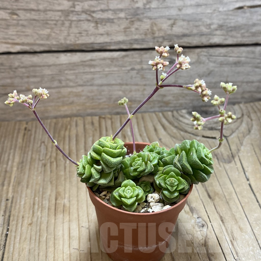 SH16910 Crassula hobbit f. variegata - Image 3