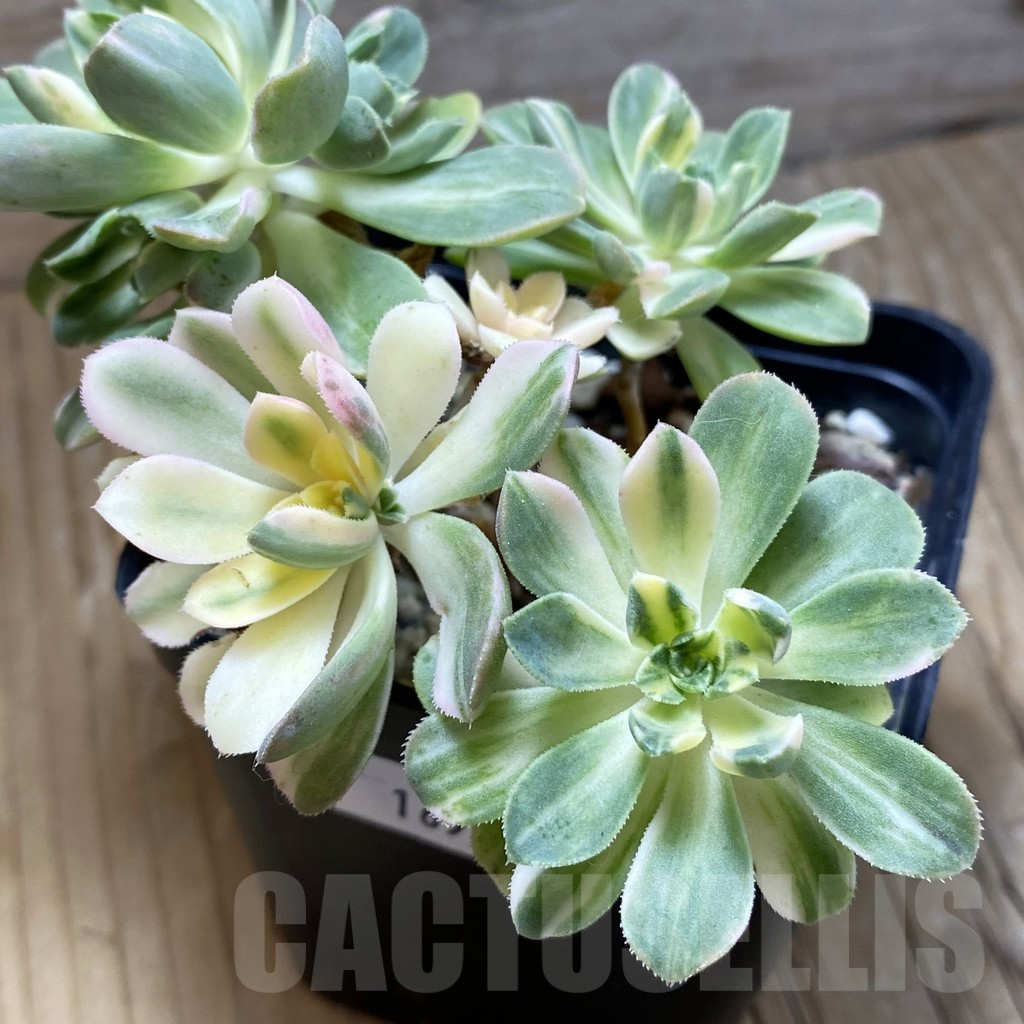SH16914 Aeonium castello-paivae f. variegata