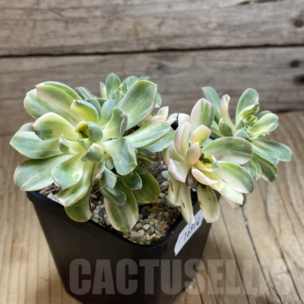 SH16914 Aeonium castello-paivae f. variegata - Image 2