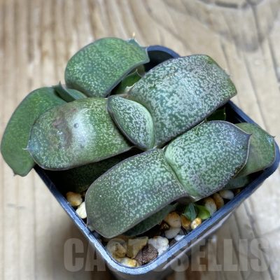 SH16915 Gasteria armstrongii hybrid, seedling 3 plants
