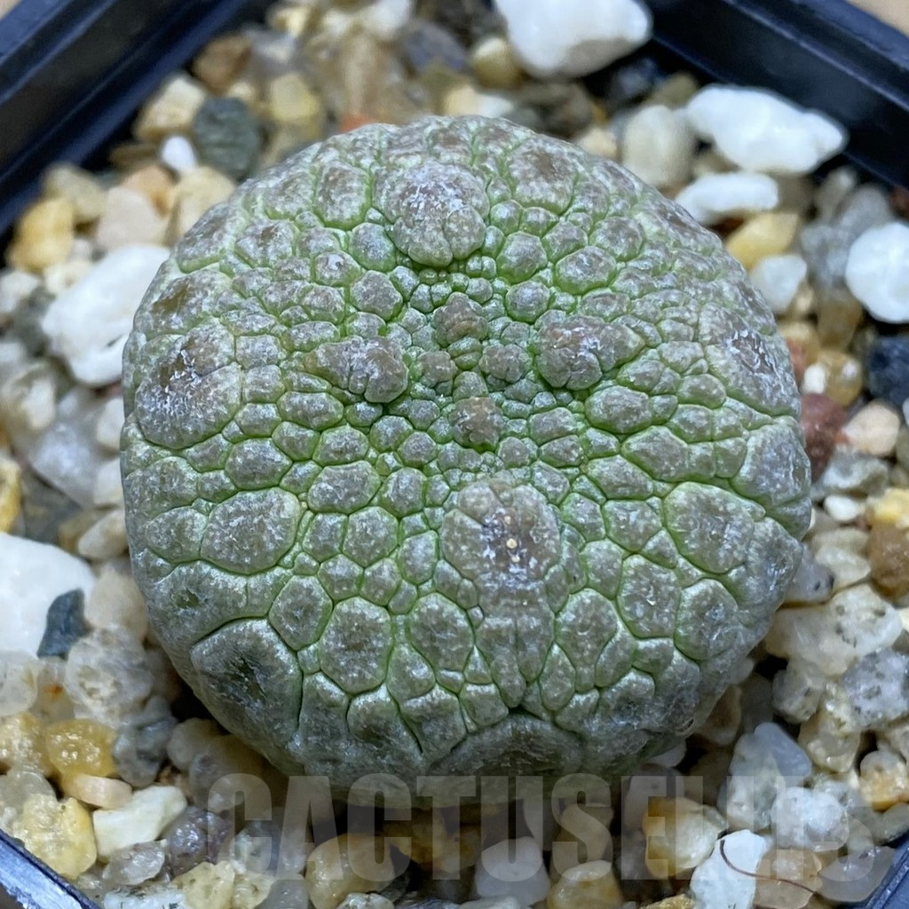 SH16917 Pseudolithos migiurtinus