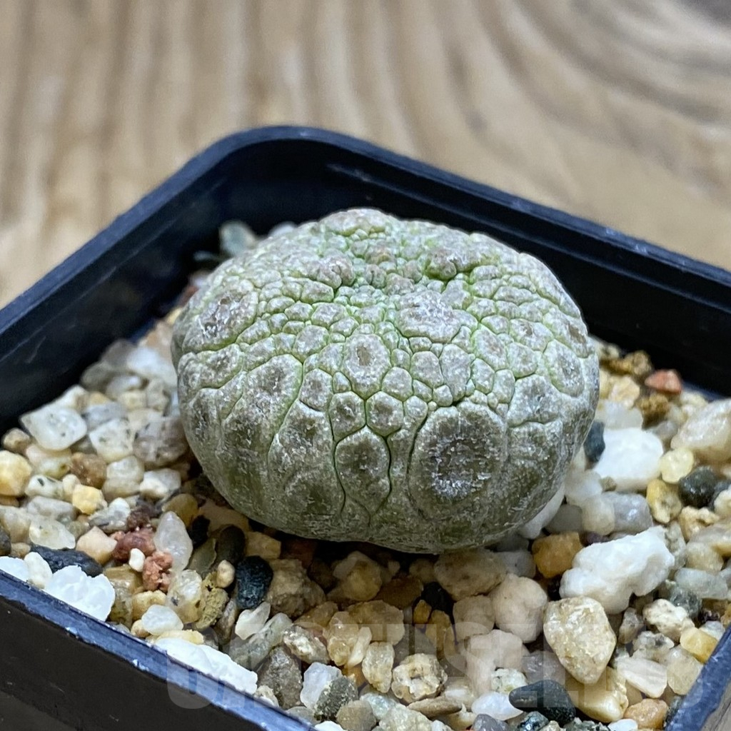 SH16917 Pseudolithos migiurtinus - Image 2