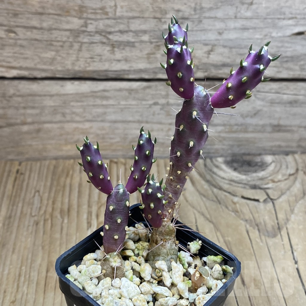 SH16926 Tephrocactus nigrispinus - Image 2