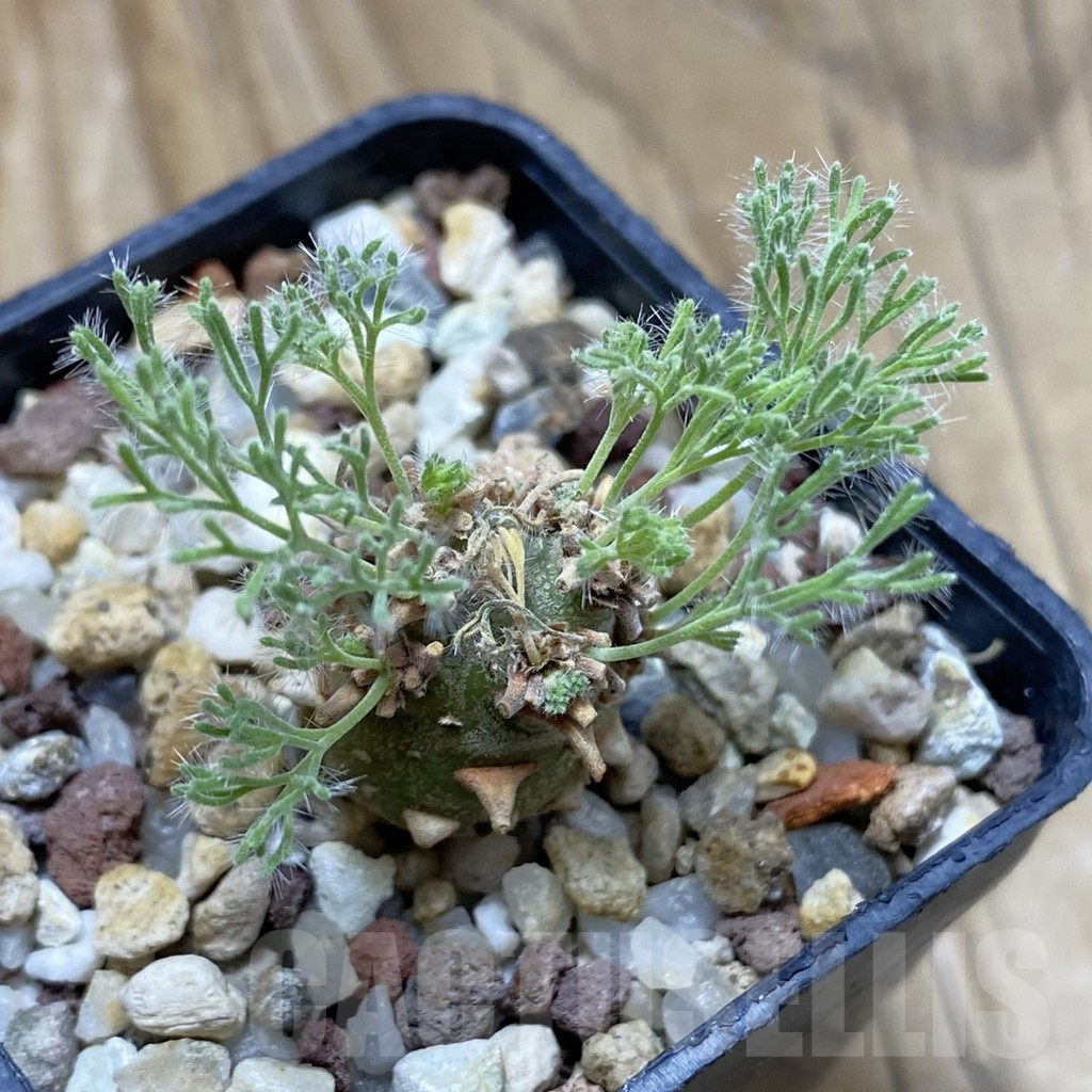 SH16942 Sarcocaulon peniculinum