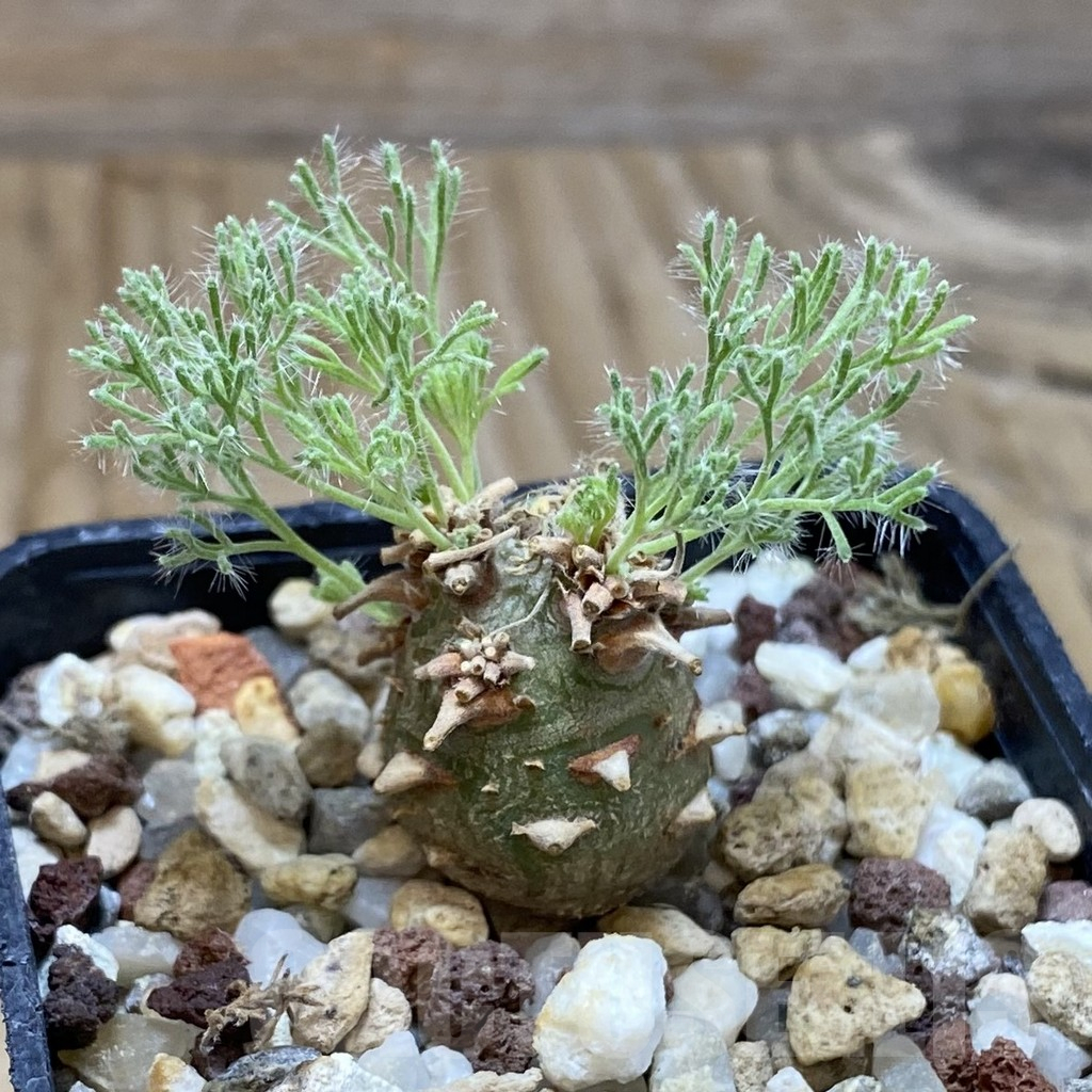 SH16942 Sarcocaulon peniculinum - Image 2