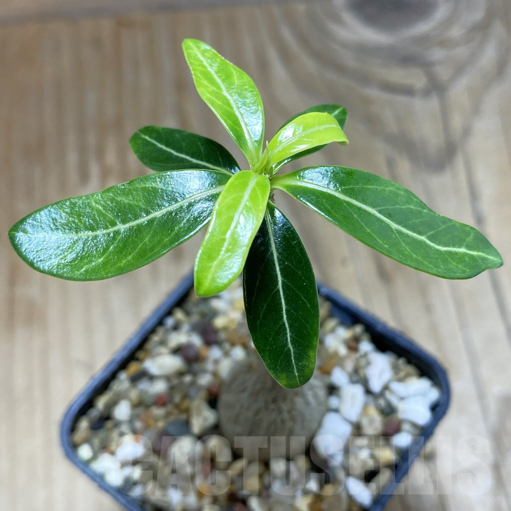 SH16943 Adenium obesum