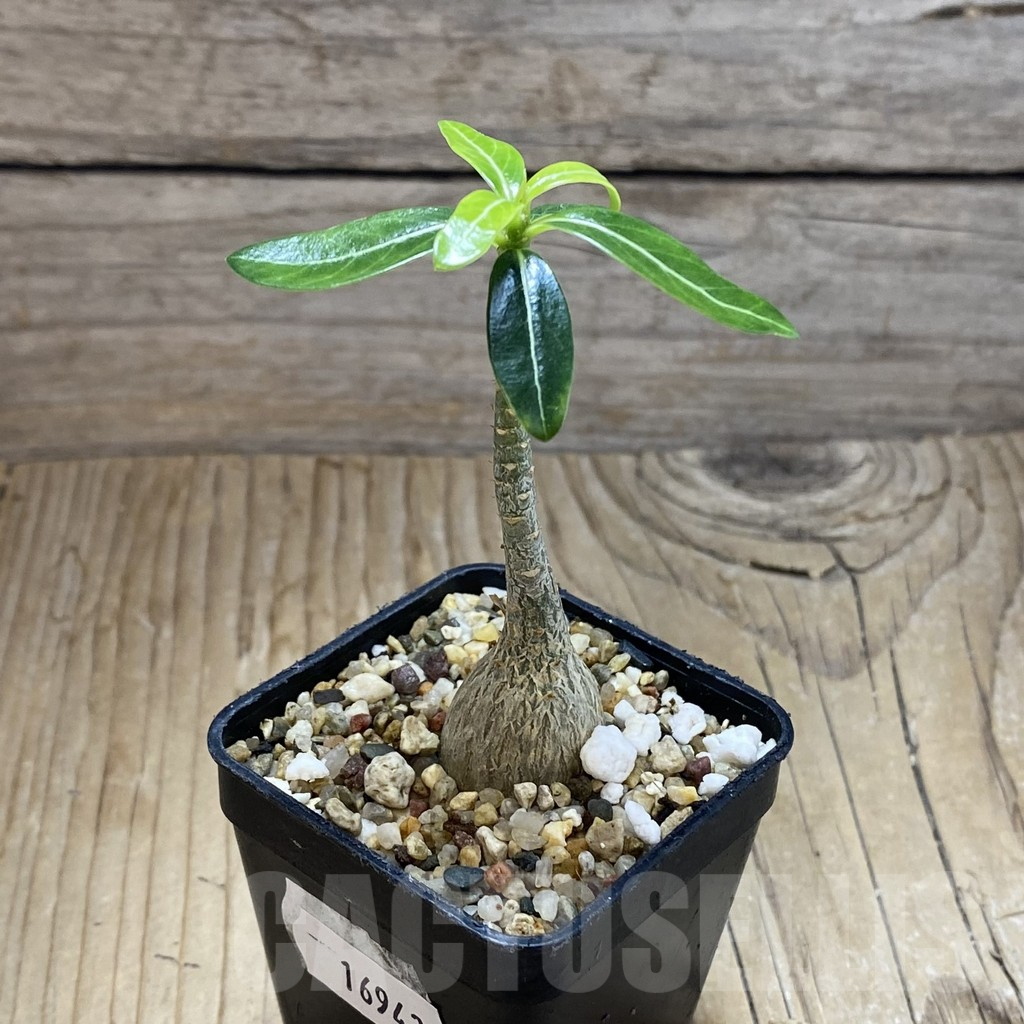 SH16943 Adenium obesum - Image 2
