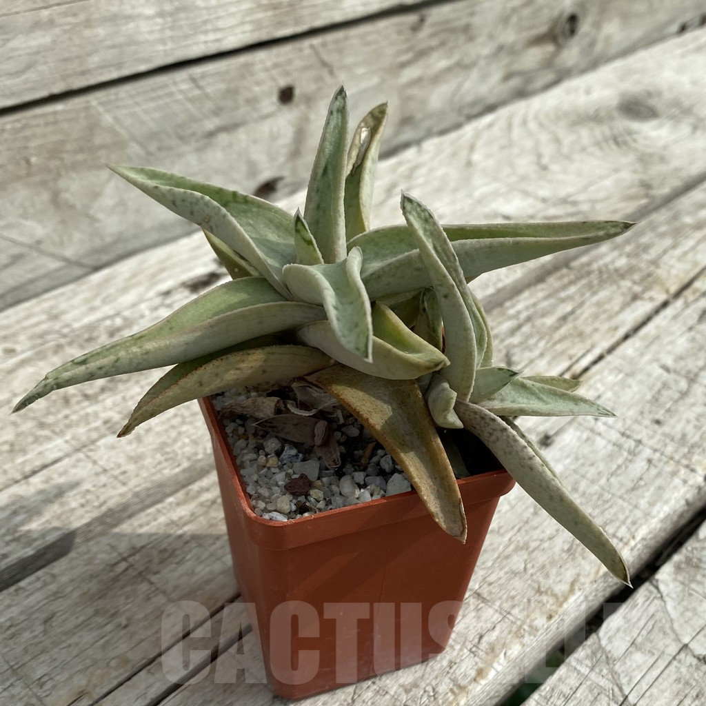 SH16883 Gasteraloe 'Sushak's White' - Image 2