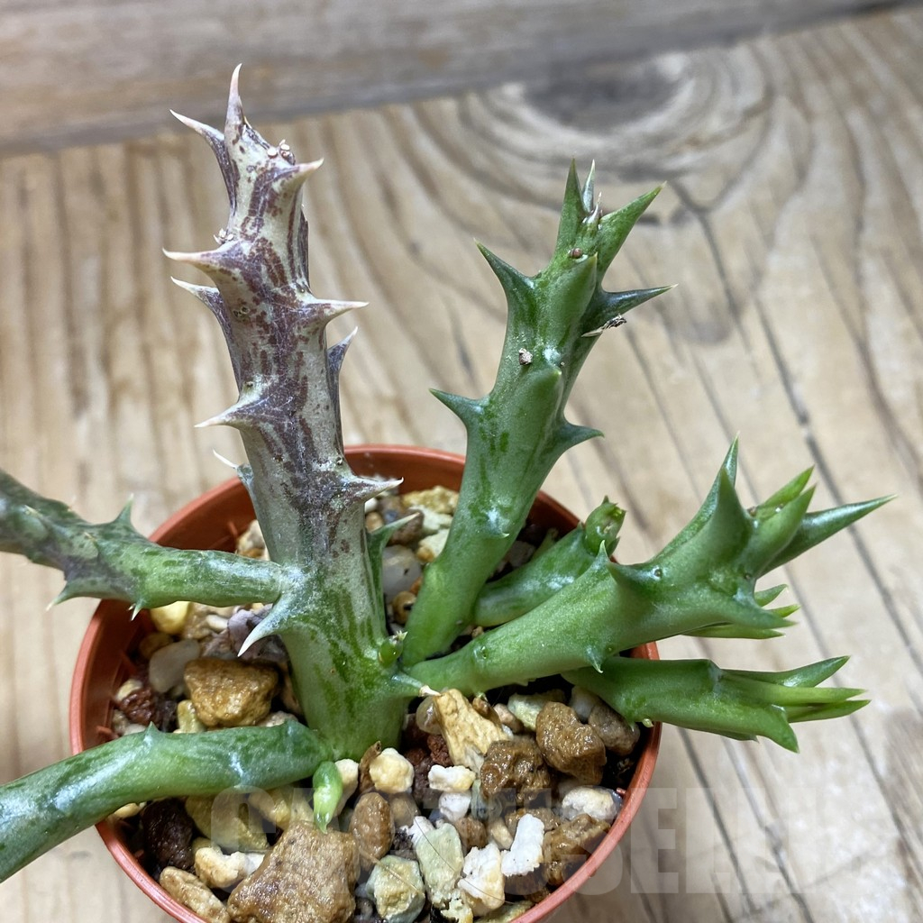 SH16895 Orbea dummeri