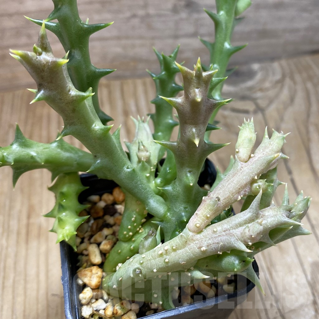 SH16897 Orbea dummeri
